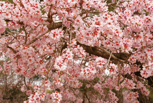 Обои картинки фото цветы, цветущие, деревья, кустарники, цветение, весна