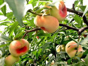 Картинка природа плоды персик