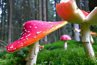 Картинка природа грибы +мухомор шляпки