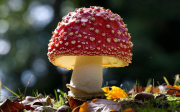 Картинка природа грибы +мухомор одиночка