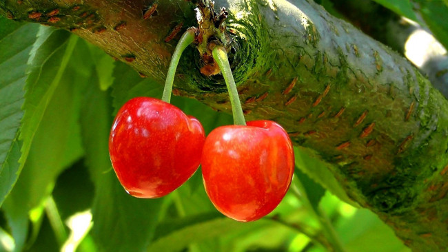 Обои картинки фото природа, Ягоды, вишня