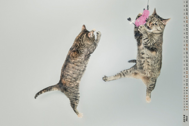 Обои картинки фото календари, животные, прыжок, двое, кошка