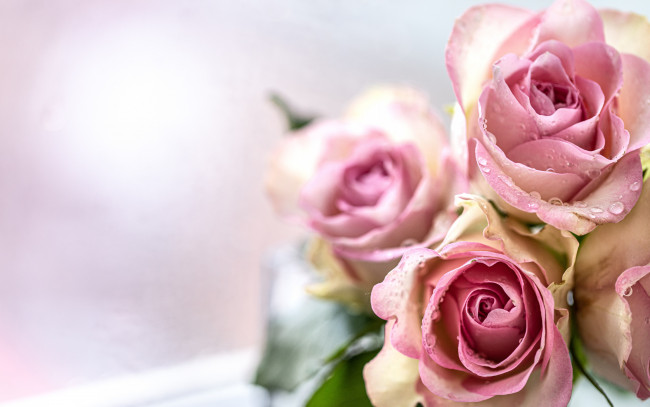 Обои картинки фото цветы, розы, капли, букет, воды, розовые