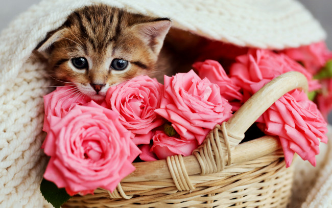 Обои картинки фото животные, коты, розы, малыш, розовые, корзинка