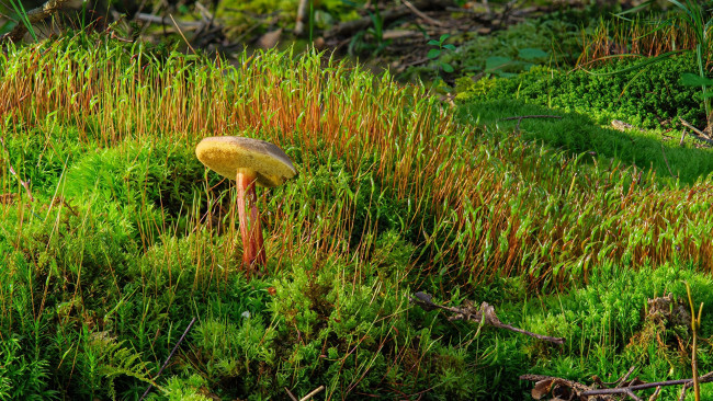 Обои картинки фото природа, грибы, трава, гриб, мох