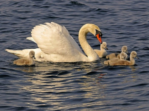 обоя family, of, swans, животные, лебеди