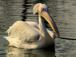 обоя pelican, животные, пеликаны