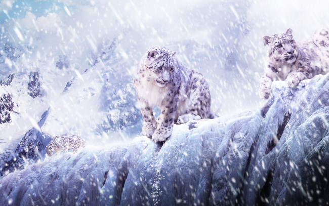 Обои картинки фото животные, снежный, барс, ирбис