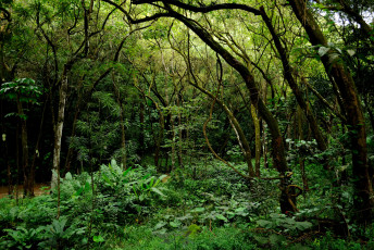 Картинка гавайи природа лес река