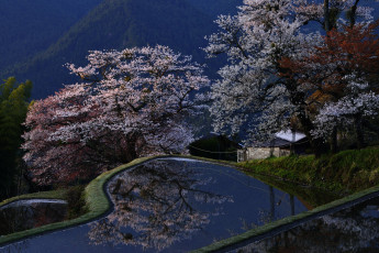 Картинка природа поля Япония