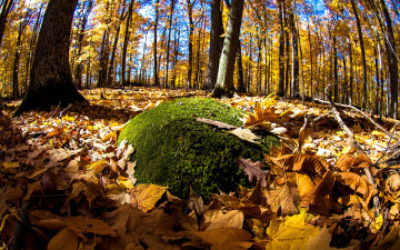 Картинка природа лес листва