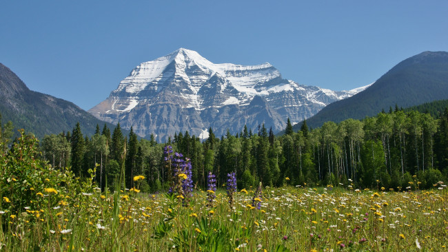 Обои картинки фото mount, robson, british, columbia, canada, природа, луга, луг, цветы, лес, британская, колумбия, канада, гора, робсон