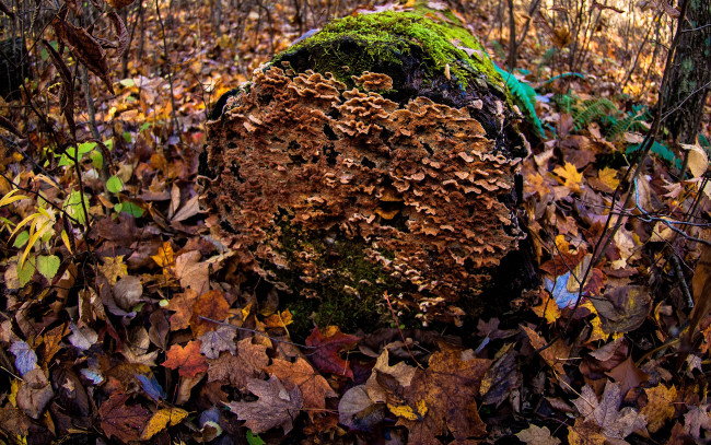Обои картинки фото природа, грибы, листва