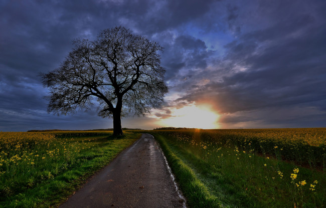 Обои картинки фото природа, дороги, закат, поле, дерево, рапс