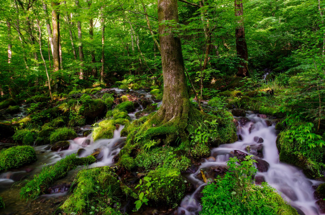 Обои картинки фото природа, лес, вода, деревья, зелень