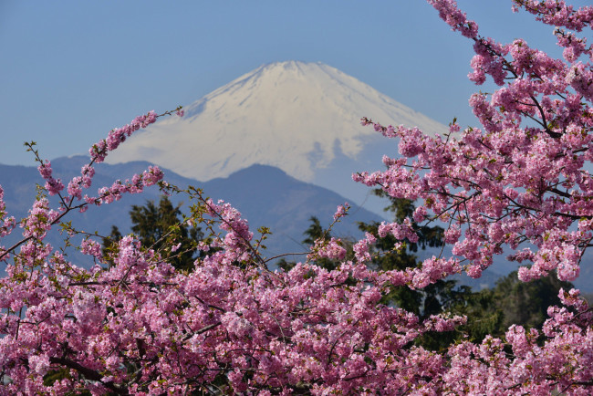 Обои картинки фото mount, fuji, japan, природа, горы, фудзияма, вулкан, сакура, цветение