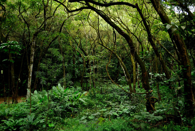 Обои картинки фото гавайи, природа, лес, река