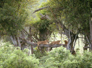 Картинка животные львы ветка деревья кусты джунгли львицы