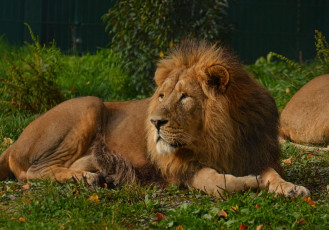 Картинка животные львы тигр