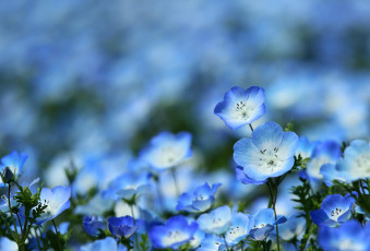 Картинка цветы немофилы +вероники немофила весна луг голубой красота