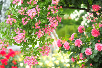 Картинка цветы разные+вместе розы шиповник сад розовый красота