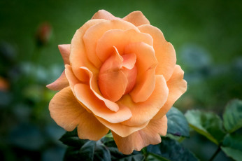 Картинка цветы розы роза бутон оранжевая макро лепестки