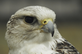 Картинка falcon животные птицы+-+хищники сокол