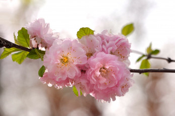Картинка цветы сакура +вишня нежность весна вишня розовый ветка