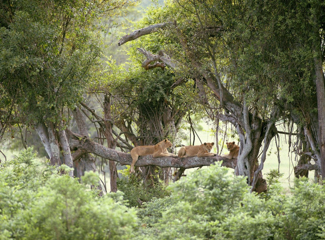 Обои картинки фото животные, львы, ветка, деревья, кусты, джунгли, львицы