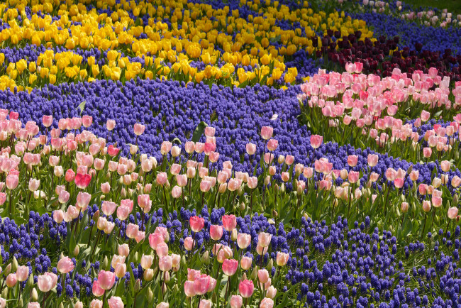 Обои картинки фото цветы, разные вместе, красота, мускари, гиацинты, парк, тюльпаны, весна