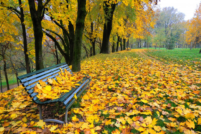 Обои картинки фото природа, парк, деревья, скамья, осень, листья, аллея