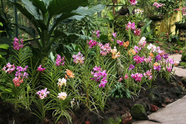Обои картинки фото сад орхидей в сингапуре, природа, парк, сингапур, орхидеи, сад
