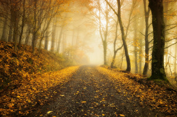 Картинка природа дороги лес дорога осень пейзаж деревья