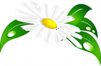 Картинка векторная+графика цветы+ flowers листья ромашка фон капли лепестки