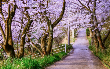 Картинка природа парк деревья цветение весна аллея дорожка