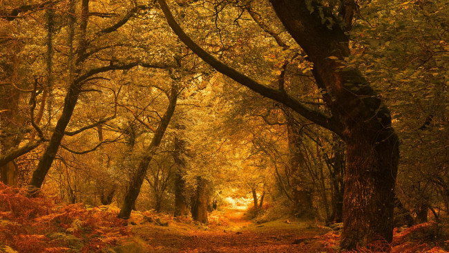 Обои картинки фото природа, дороги, дорога, осень, пейзаж, деревья, лес