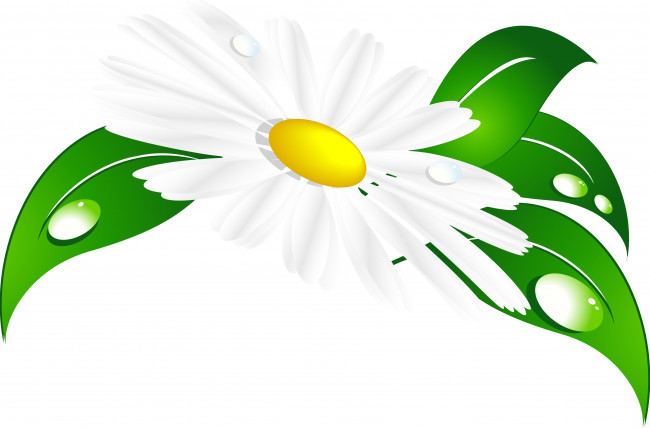 Обои картинки фото векторная графика, цветы , flowers, листья, ромашка, фон, капли, лепестки