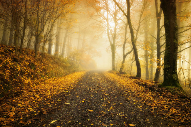 Обои картинки фото природа, дороги, лес, дорога, осень, пейзаж, деревья