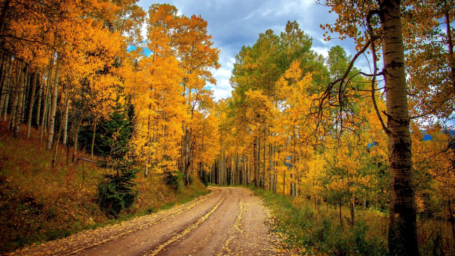 Обои картинки фото природа, дороги, лес, дорога, осень, листопад