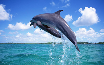 обоя животные, дельфины, пара, прыжок, море