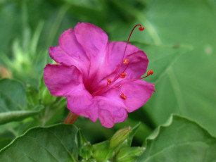 Картинка цветы мирабилис