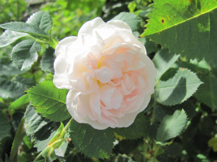 Картинка цветы розы белая с розовым оттенком