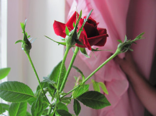 Картинка цветы розы красное на розовом