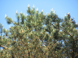 Картинка природа деревья шишки сосна