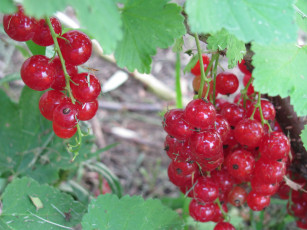 Картинка природа Ягоды сочные красные ягоды красная смородина спелая