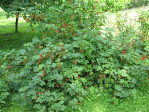 Картинка природа Ягоды среди зеленых листьев красные ягоды куст