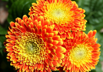 Картинка цветы герберы оранжевый яркий