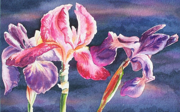 Картинка рисованные цветы ирисы