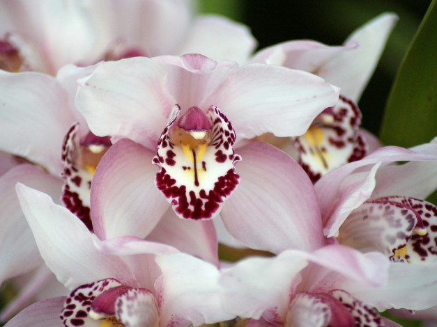 Обои картинки фото цветы, орхидеи, много, розовый