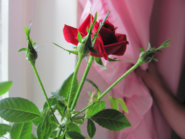 Обои картинки фото цветы, розы, красное, на, розовом